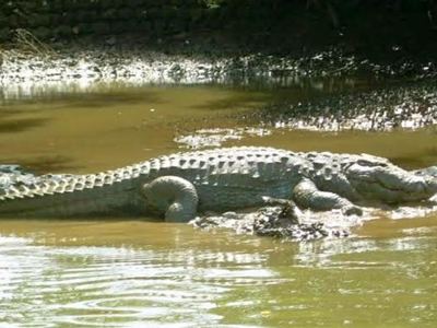 Crocodile in Goa